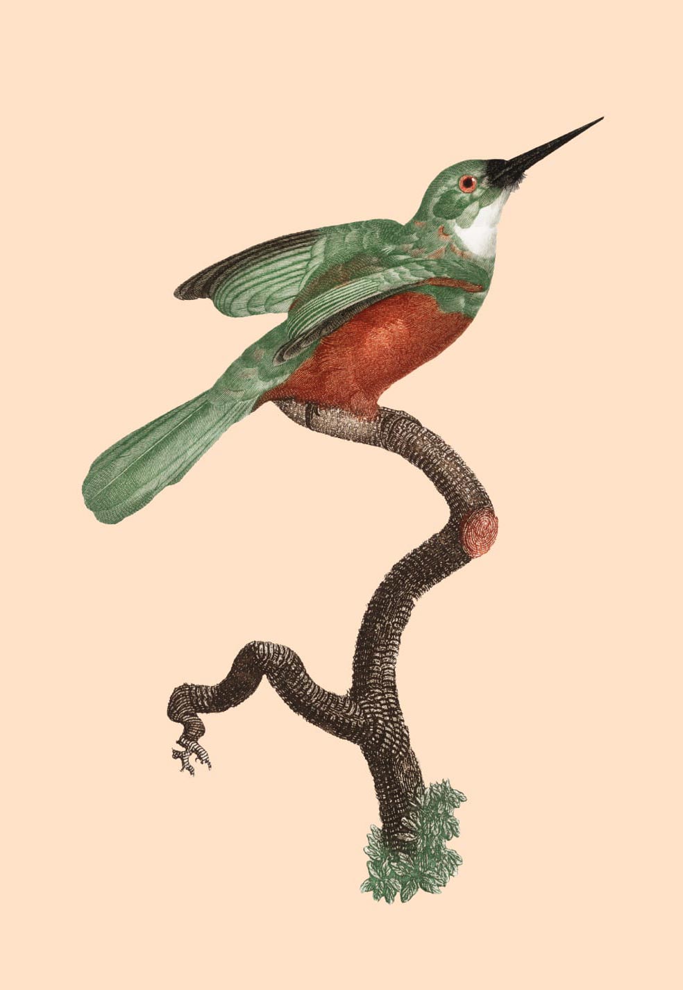 Image d‘un oiseau sur une branche